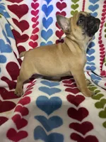 Pet only, a female French Bulldog for sale in Atoka, OK – Photo 2 of 8