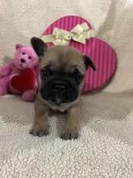 Fawn girl 1, a female French Bulldog for sale in Atoka, OK – Photo 3 of 3