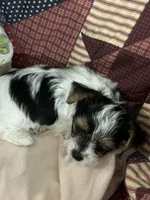 Toynet, a female Yorkshire Terrier for sale in Atoka, OK – 2 of 8