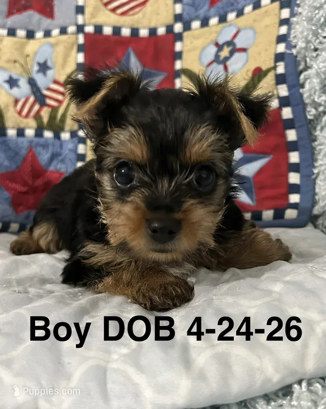 Walker – Yorkshire Terrier puppy for sale in Atoka, OK