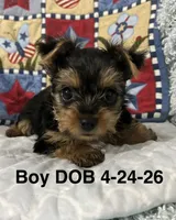 Walker, a male Yorkshire Terrier for sale in Atoka, OK – 1 of 7