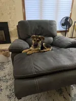 Whisky , a male German Shepherd Dog for sale in Troy, MI – Photo 4 of 5