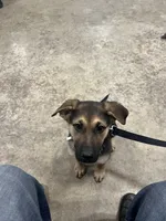 Whisky , a male German Shepherd Dog for sale in Troy, MI – Photo 3 of 5