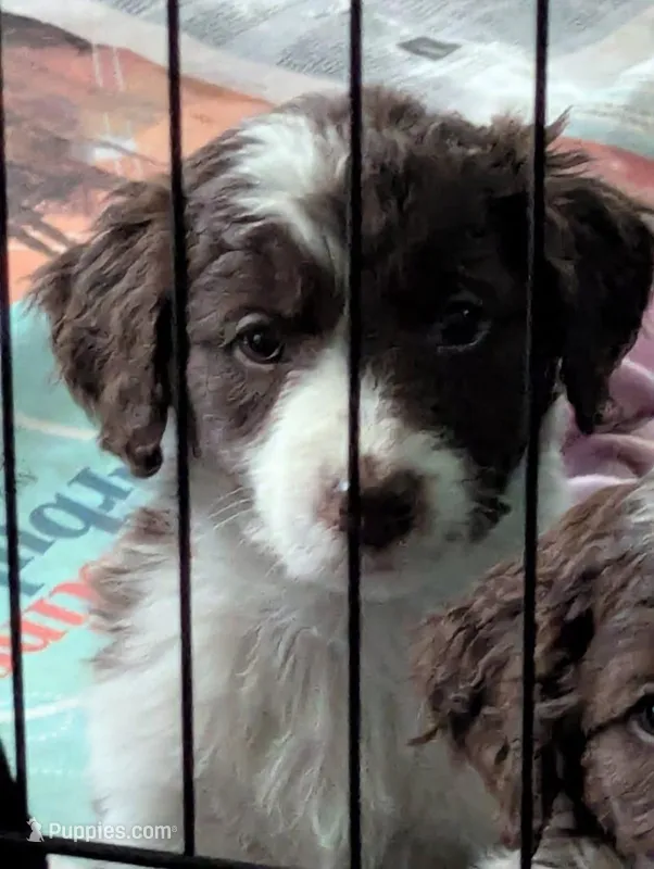Daisy – Bordoodle puppy for sale in Marysville, OH