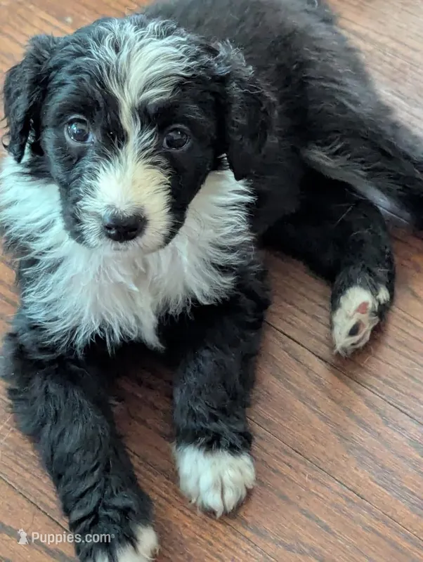 Sprout – Bordoodle puppy for sale in Marysville, OH