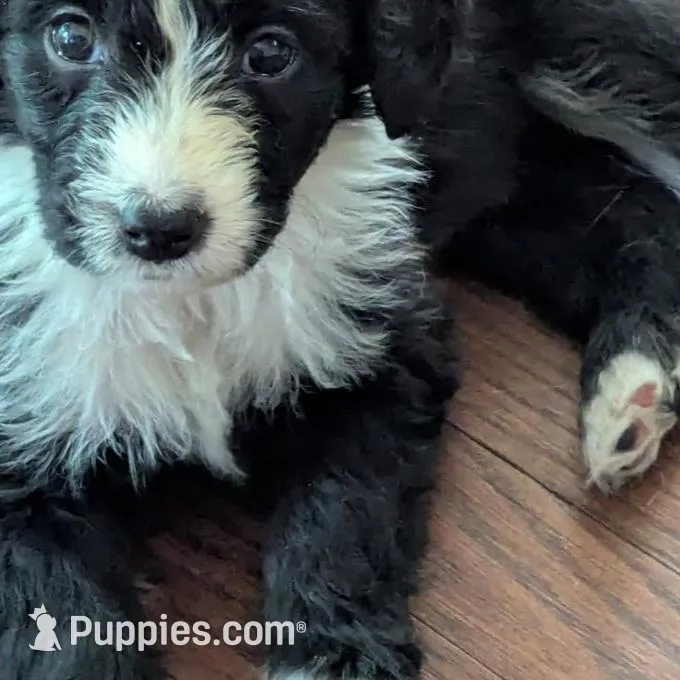 Sprout, a female Bordoodle for sale in Marysville, OH – Photo 1 of 1