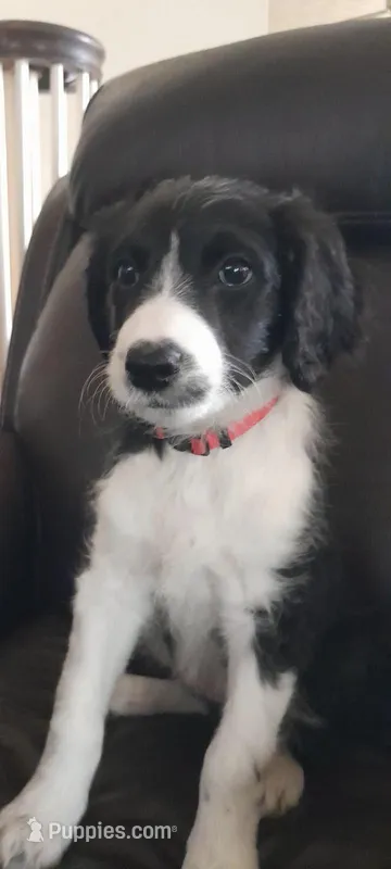 Sprout – Bordoodle puppy for sale in Marysville, OH