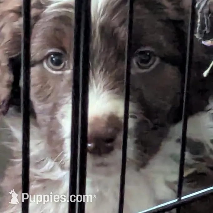 Ginger – Bordoodle puppy for sale in Marysville, OH