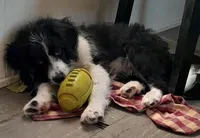 Freckles, a male Bordoodle for sale in Marysville, OH – Photo 5 of 5