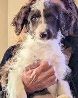 Curly, a male Bordoodle for sale in Marysville, OH – Photo 1 of 4