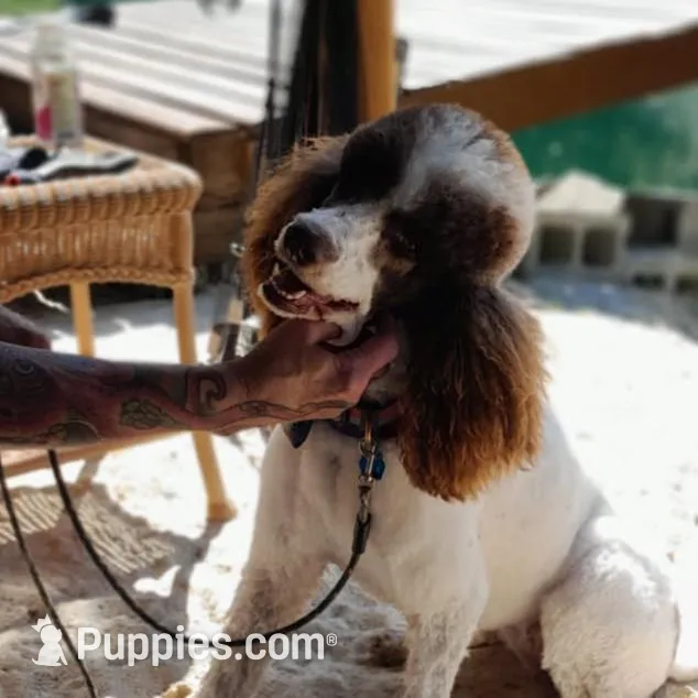 Curly, a male Bordoodle for sale in Marysville, OH – Photo 3 of 4