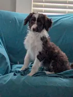 Curly, a male Bordoodle for sale in Marysville, OH – Photo 2 of 4