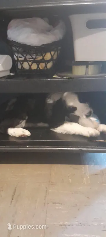 Pandee Bear – Bordoodle puppy for sale in Marysville, OH