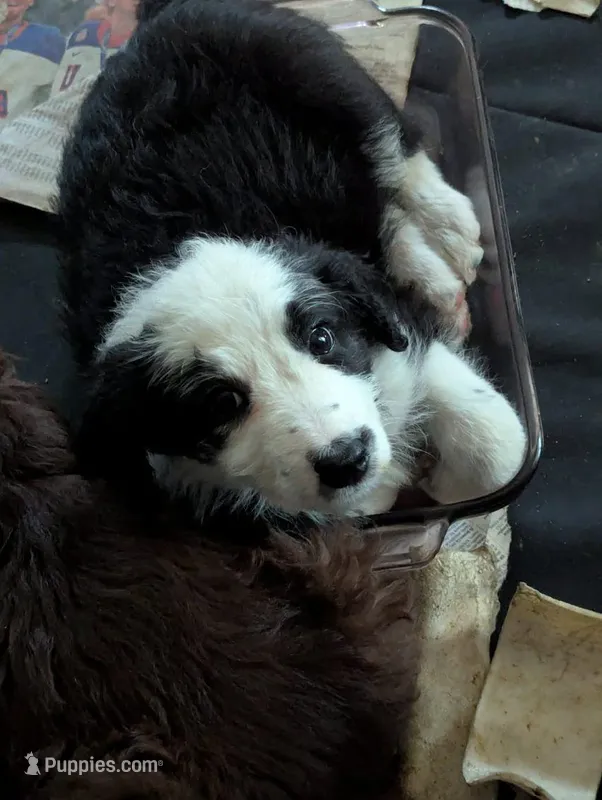 Pandee Bear – Bordoodle puppy for sale in Marysville, OH