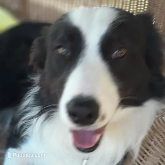 Curly, a male Bordoodle for sale in Marysville, OH – Photo 4 of 4