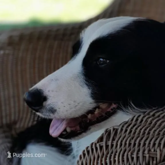 Beautiful baby boy, a male Bordoodle for sale in Marysville, OH – Photo 3 of 4