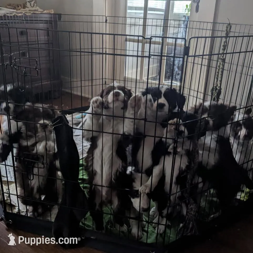 Beautiful baby boy, a male Bordoodle for sale in Marysville, OH – Photo 4 of 4