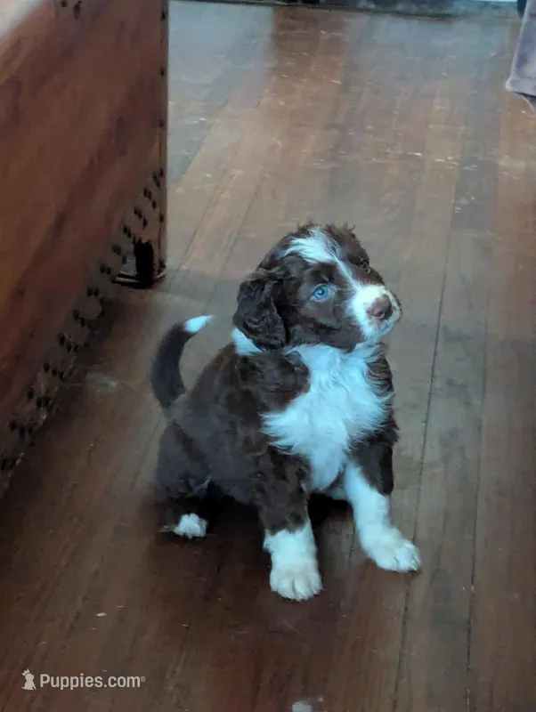 Beautiful baby boy – Bordoodle puppy for sale in Marysville, OH