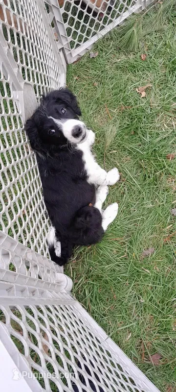 Loveable baby girl – Bordoodle puppy for sale in Marysville, OH