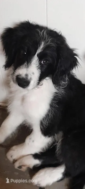 Freckles – Bordoodle puppy for sale in Marysville, OH