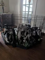 Freckles, a male Bordoodle for sale in Marysville, OH – Photo 2 of 4