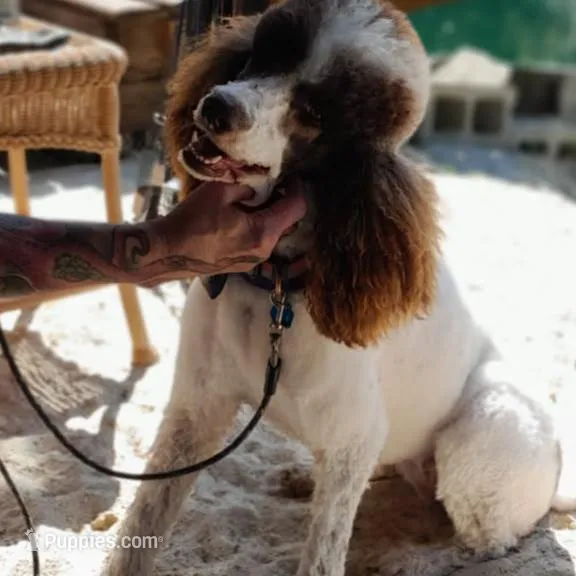 Freckles, a male Bordoodle for sale in Marysville, OH – Photo 4 of 4