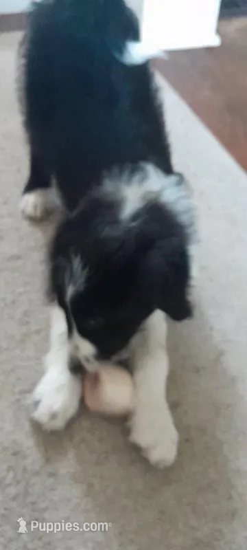 Freckles – Bordoodle puppy for sale in Marysville, OH