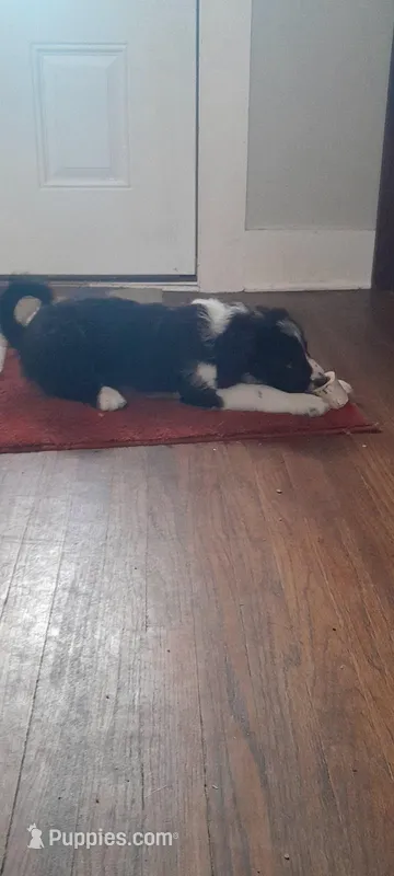 Freckles – Bordoodle puppy for sale in Marysville, OH