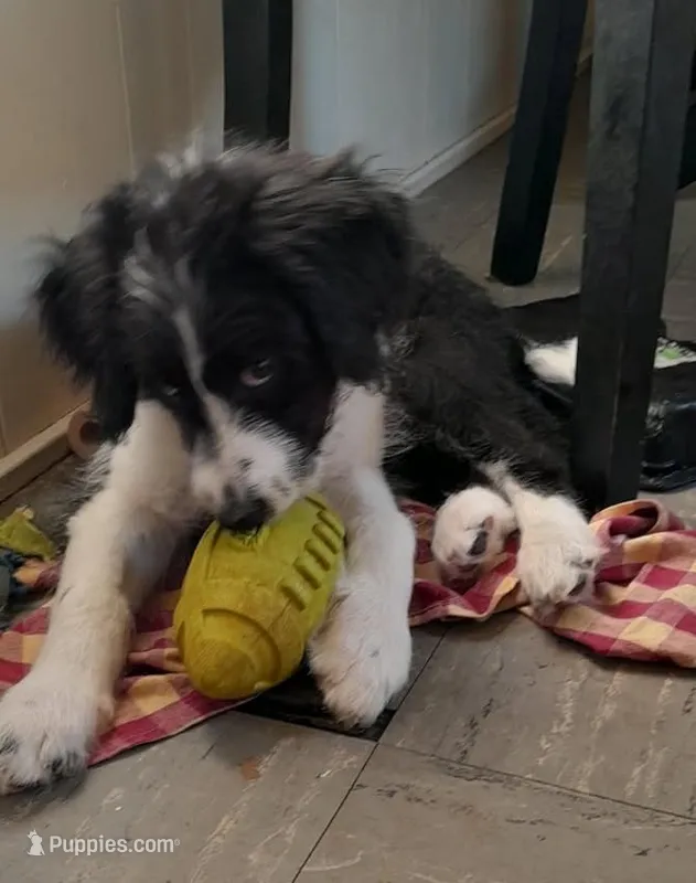 Freckles – Bordoodle puppy for sale in Marysville, OH