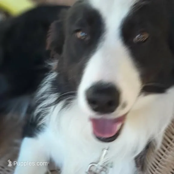 Freckles, a male Bordoodle for sale in Marysville, OH – Photo 3 of 4