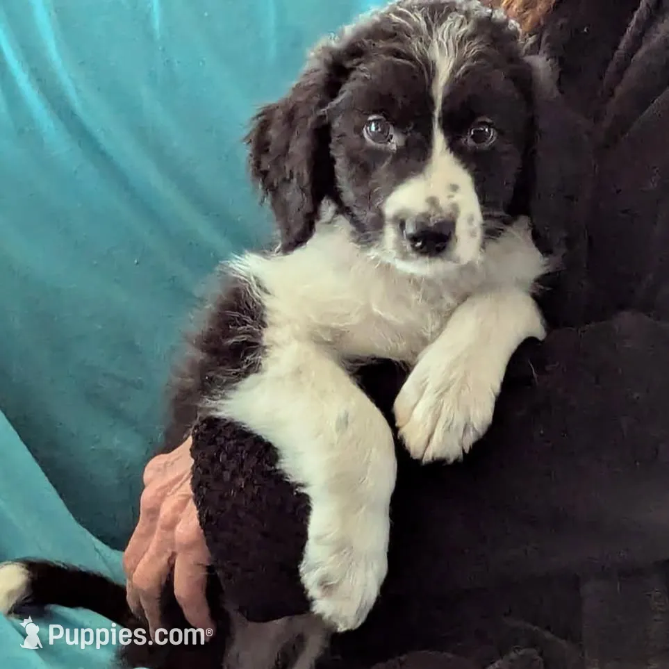 Freckles – Bordoodle puppy for sale in Marysville, OH