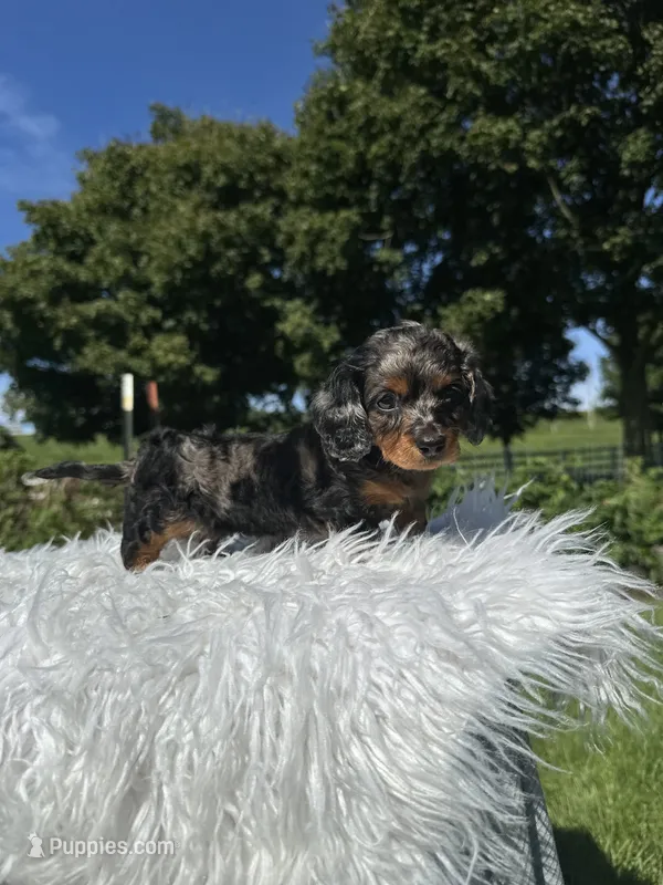 Carly, a female Miniature Dachshund for sale in Millersburg, OH – 1 of 3