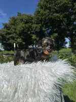 Carly, a female Miniature Dachshund for sale in Millersburg, OH – 1 of 3