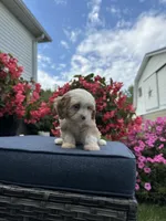 Nova, a female Cavapoo for sale in Millersburg, OH – 3 of 10