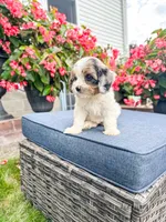 Poppy, a female Cavapoo for sale in Millersburg, OH – 3 of 9