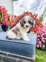Poppy, a female Cavapoo for sale in Millersburg, OH – 4 of 9