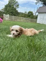Nova, a female Cavapoo for sale in Millersburg, OH – 4 of 10