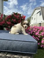 Finn, a male Cavapoo for sale in Millersburg, OH – 2 of 10