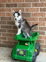 Scout, a male Pomsky for sale in Millersburg, OH – 8 of 8