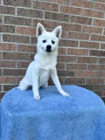 Sierra, a female Pomsky for sale in Millersburg, OH – 10 of 10