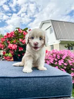 Beau, a male Cavapoo for sale in Millersburg, OH – 7 of 10