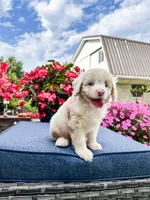 Beau, a male Cavapoo for sale in Millersburg, OH – 6 of 10