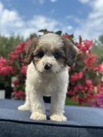 Finn, a male Cavapoo for sale in Millersburg, OH – 9 of 10