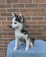 Scout, a male Pomsky for sale in Millersburg, OH – 6 of 8