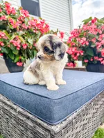 Poppy, a female Cavapoo for sale in Millersburg, OH – 2 of 9