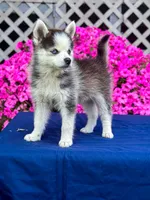 Scout, a male Pomsky for sale in Millersburg, OH – 7 of 8