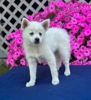 Sierra, a female Pomsky for sale in Millersburg, OH – 2 of 10