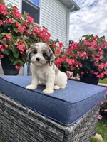 Poppy, a female Cavapoo for sale in Millersburg, OH – 8 of 9