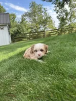 Nova, a female Cavapoo for sale in Millersburg, OH – 5 of 10