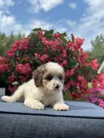 Finn, a male Cavapoo for sale in Millersburg, OH – 3 of 10